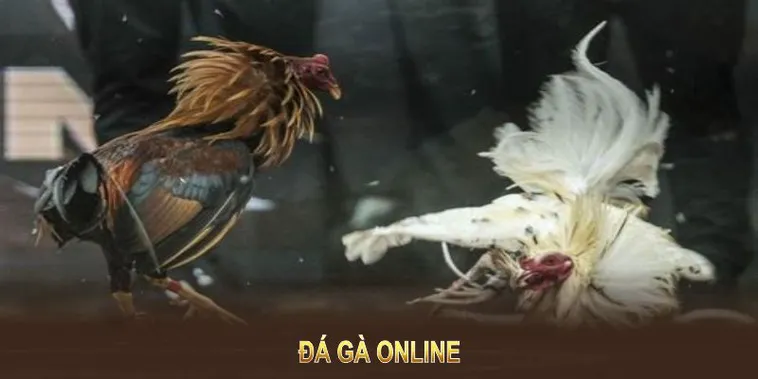 Đá Gà SODO66 Xem Gà Đá Trực Tuyến Cùng Cộng Đồng Đá Gà Việt 5 Đá Gà SODO66 Xem Gà Đá Trực Tuyến Cùng Cộng Đồng Đá Gà Việt
